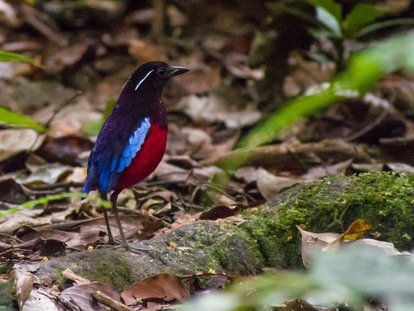 malaysia birdwatching1991574821